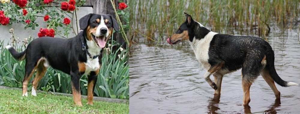 Smooth Collie vs Entlebucher Mountain Dog - Breed Comparison