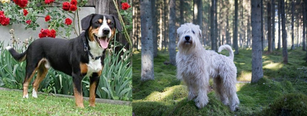 Soft-Coated Wheaten Terrier vs Entlebucher Mountain Dog - Breed Comparison
