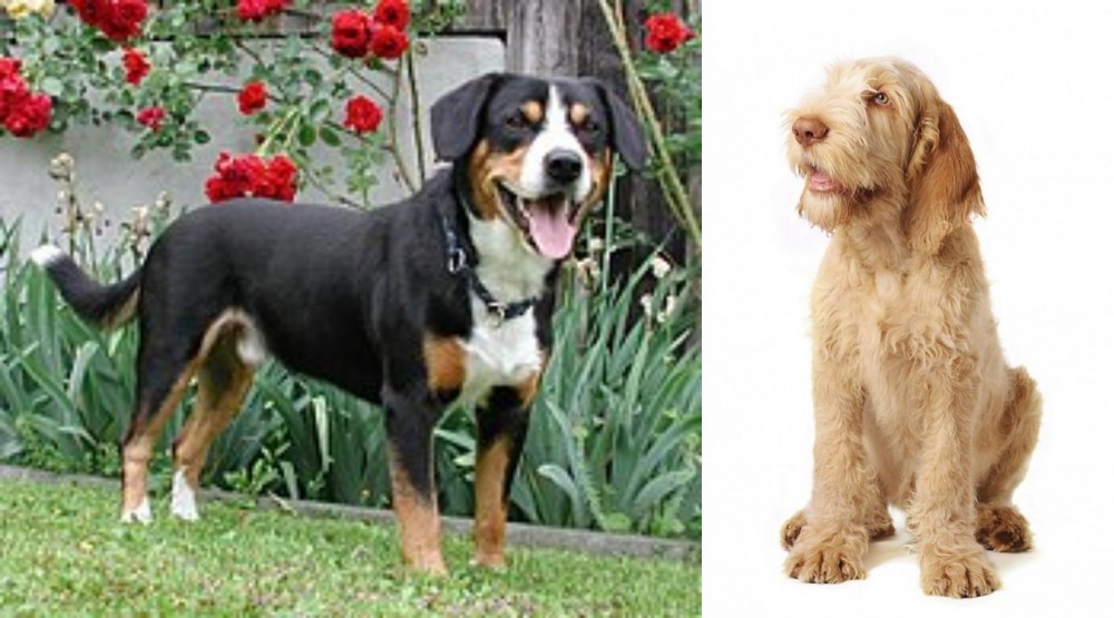 Spinone Italiano vs Entlebucher Mountain Dog - Breed Comparison