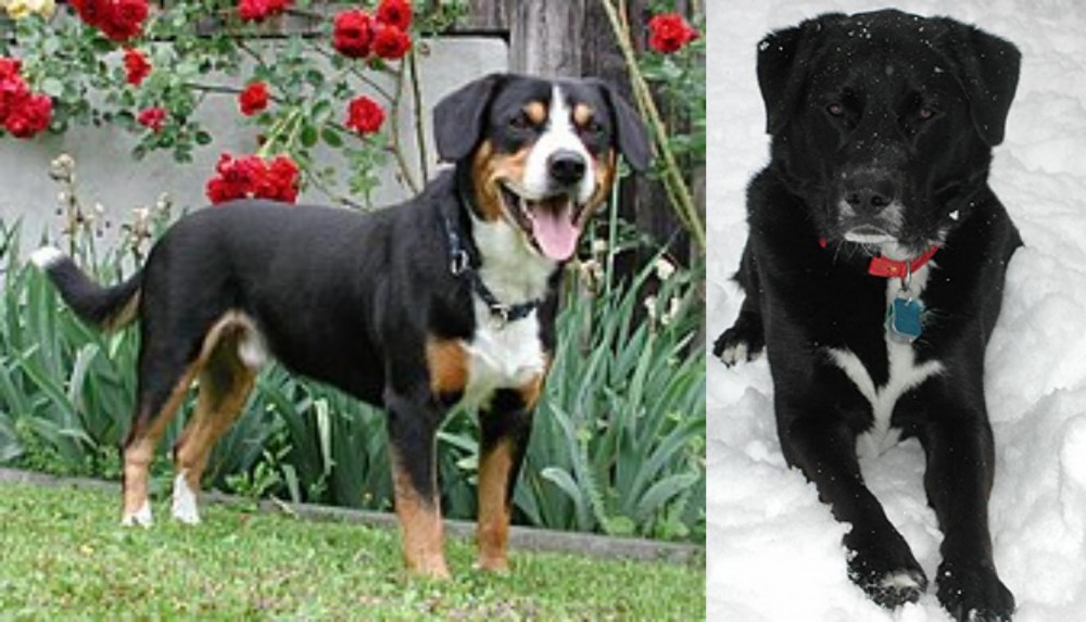 St. John's Water Dog vs Entlebucher Mountain Dog - Breed Comparison