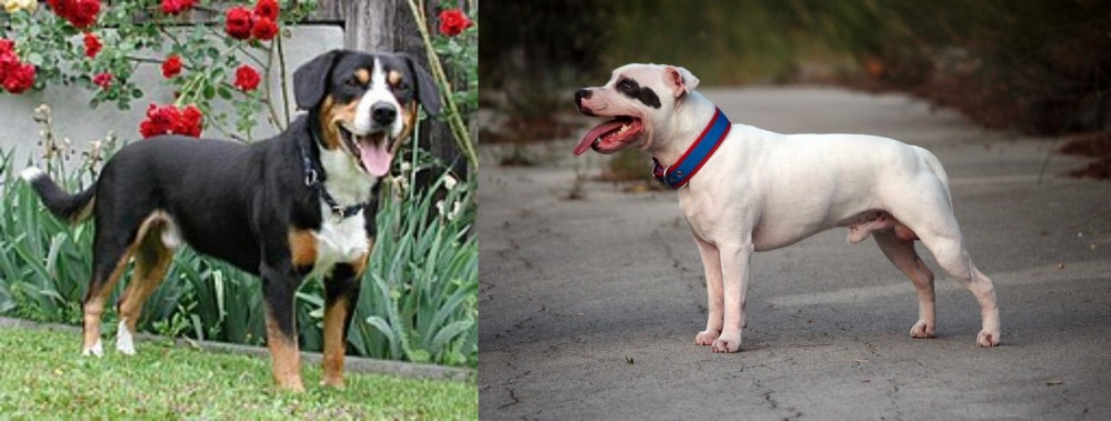 Staffordshire Bull Terrier vs Entlebucher Mountain Dog - Breed Comparison