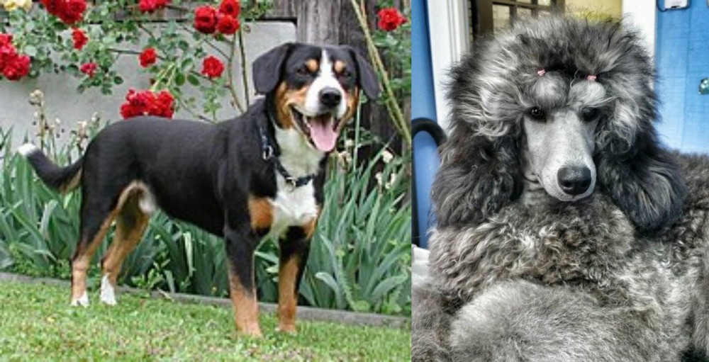 Standard Poodle vs Entlebucher Mountain Dog - Breed Comparison