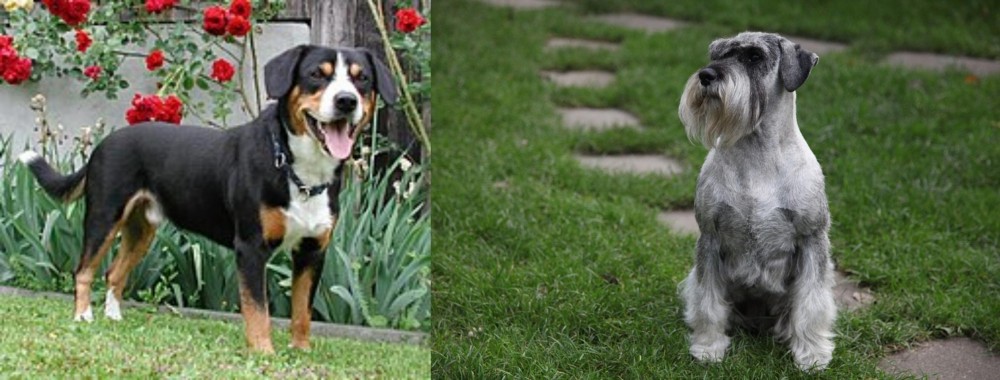 Standard Schnauzer vs Entlebucher Mountain Dog - Breed Comparison