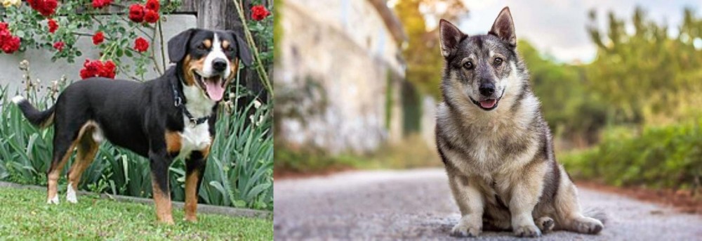 Swedish Vallhund vs Entlebucher Mountain Dog - Breed Comparison