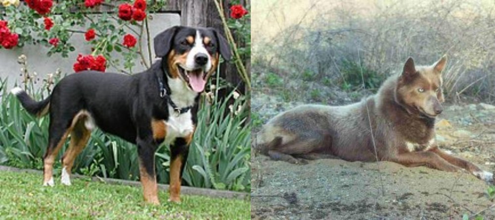 Tahltan Bear Dog vs Entlebucher Mountain Dog - Breed Comparison