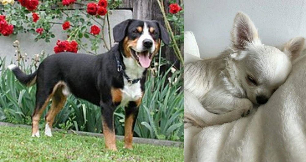Tea Cup Chihuahua vs Entlebucher Mountain Dog - Breed Comparison
