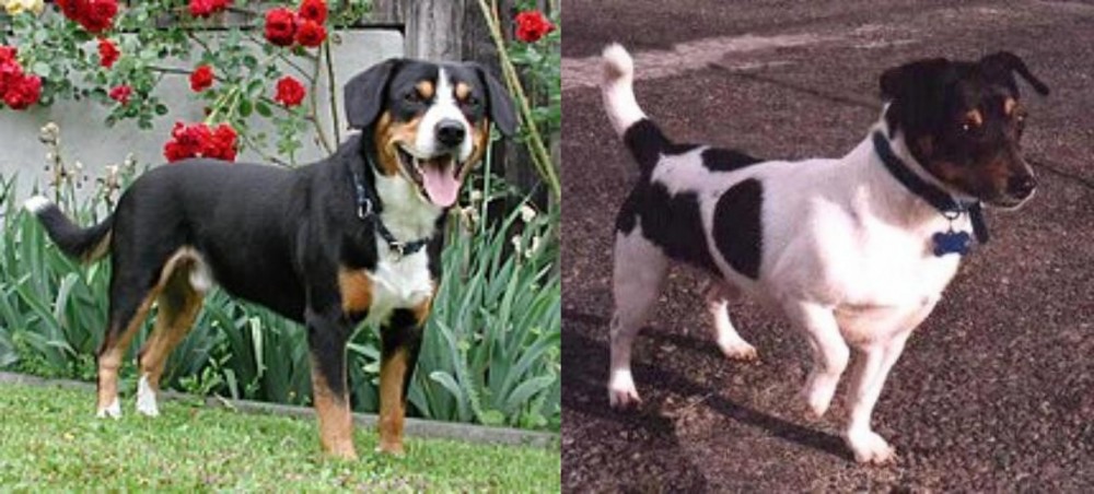Teddy Roosevelt Terrier vs Entlebucher Mountain Dog - Breed Comparison