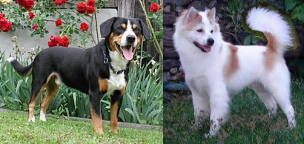 Thai Bangkaew vs Entlebucher Mountain Dog - Breed Comparison