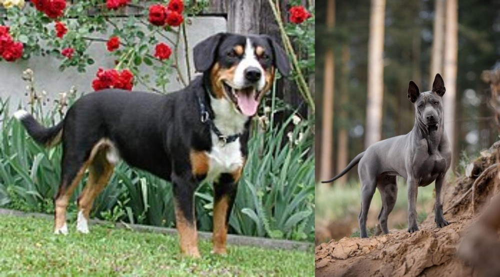 Thai Ridgeback vs Entlebucher Mountain Dog - Breed Comparison