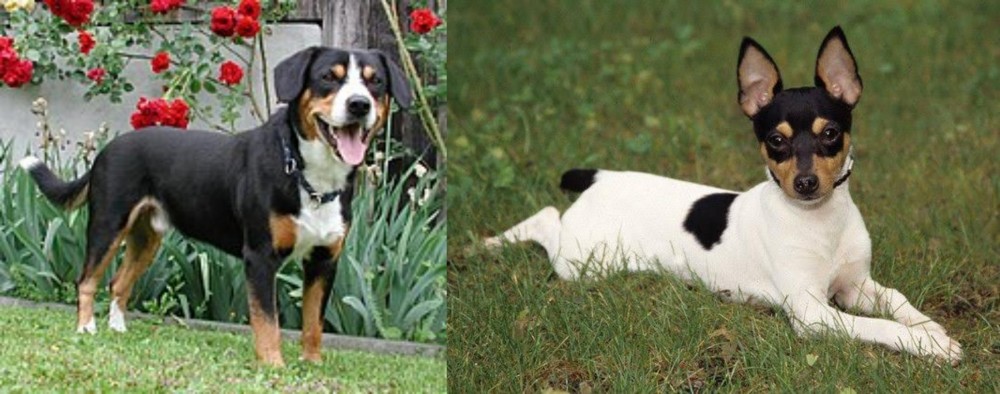 Toy Fox Terrier vs Entlebucher Mountain Dog - Breed Comparison