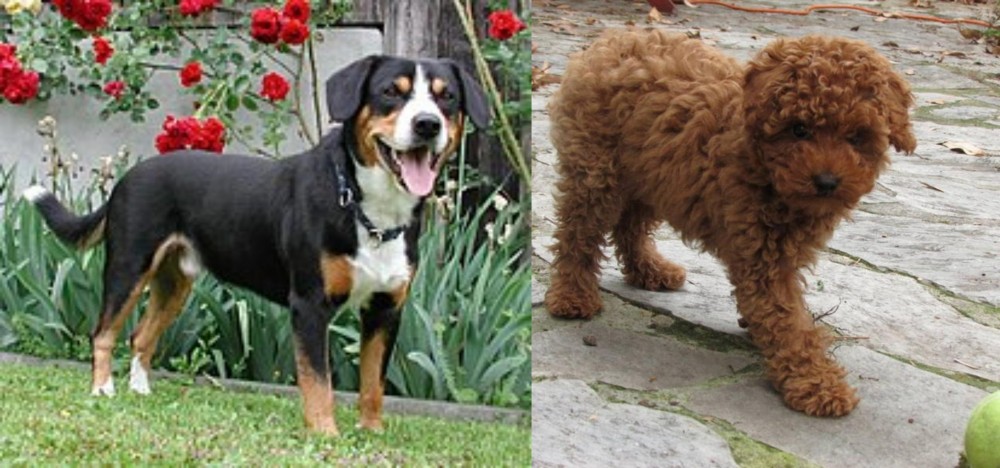 Toy Poodle vs Entlebucher Mountain Dog - Breed Comparison