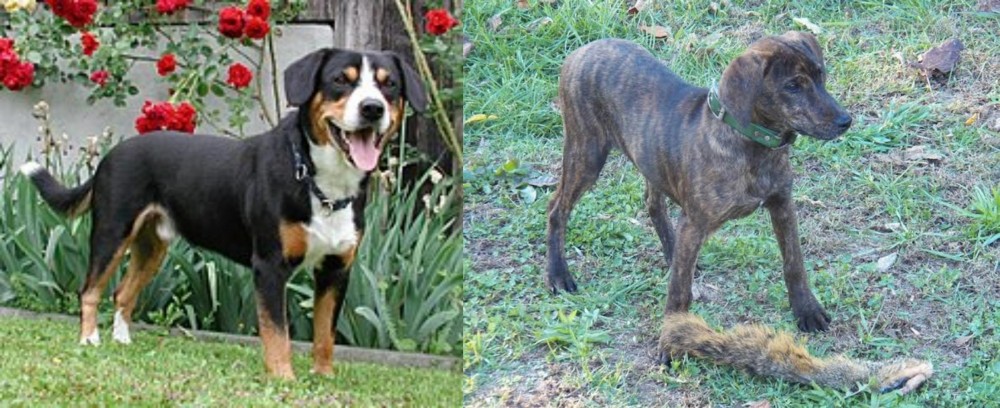 Treeing Cur vs Entlebucher Mountain Dog - Breed Comparison