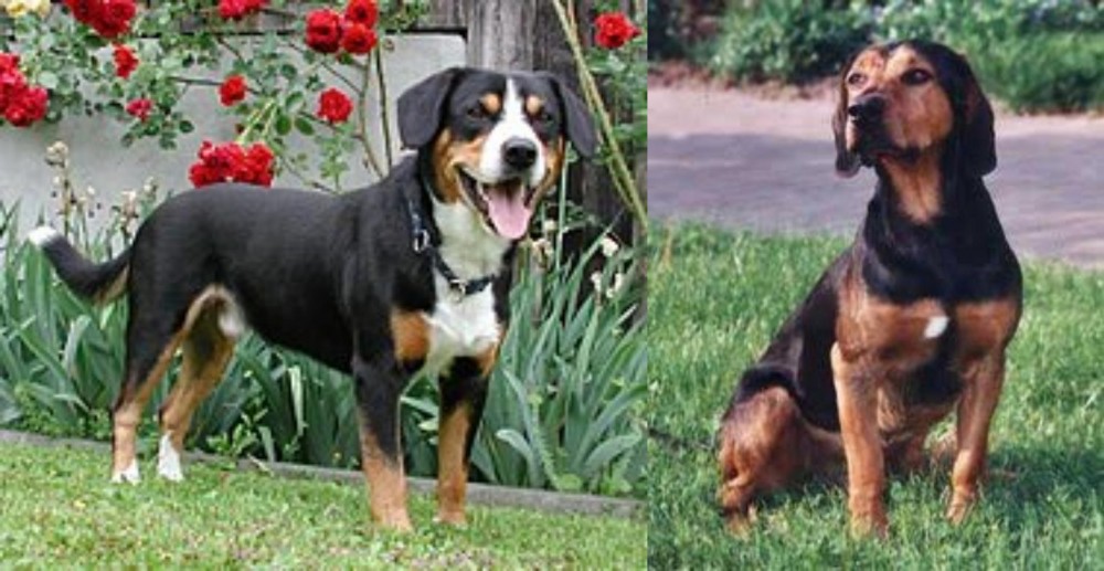 Tyrolean Hound vs Entlebucher Mountain Dog - Breed Comparison