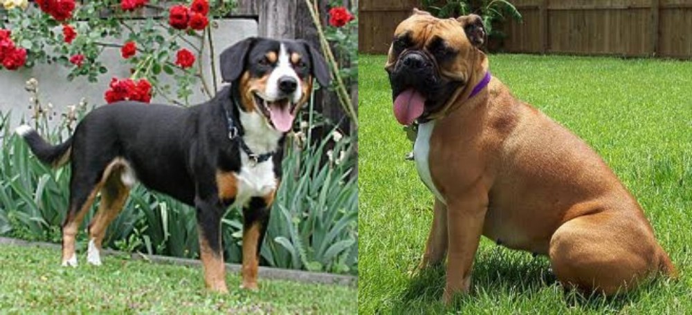 Valley Bulldog vs Entlebucher Mountain Dog - Breed Comparison