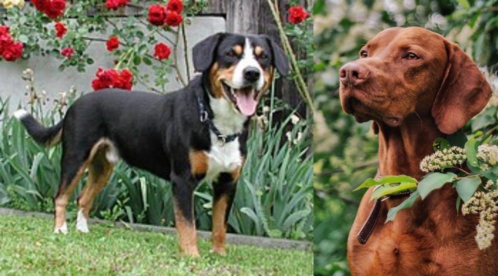 Vizsla vs Entlebucher Mountain Dog - Breed Comparison