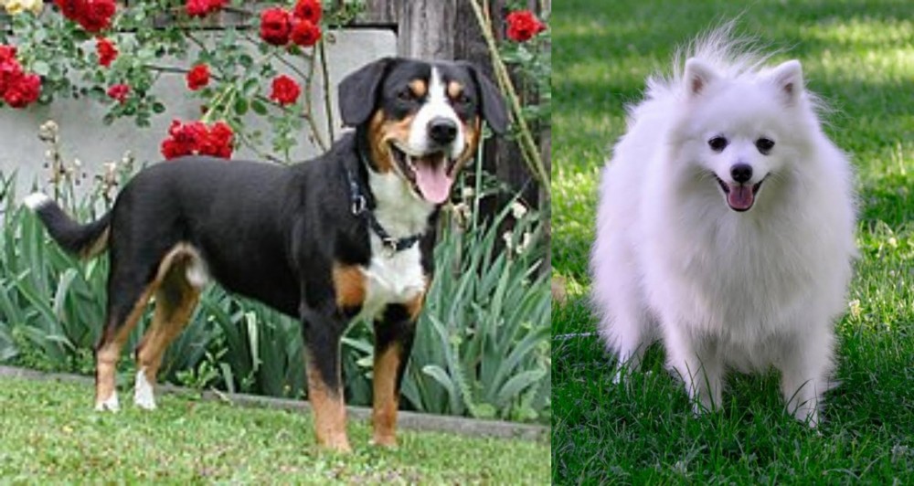Volpino Italiano vs Entlebucher Mountain Dog - Breed Comparison