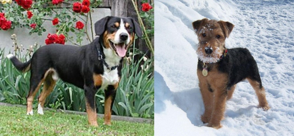 Welsh Terrier vs Entlebucher Mountain Dog - Breed Comparison