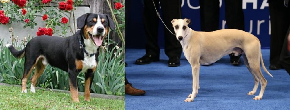 Whippet vs Entlebucher Mountain Dog - Breed Comparison