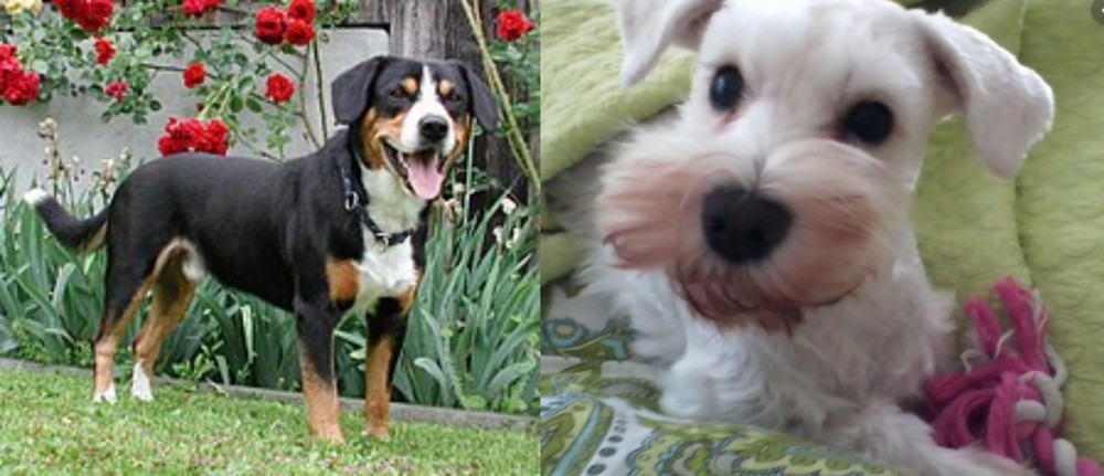 White Schnauzer vs Entlebucher Mountain Dog - Breed Comparison