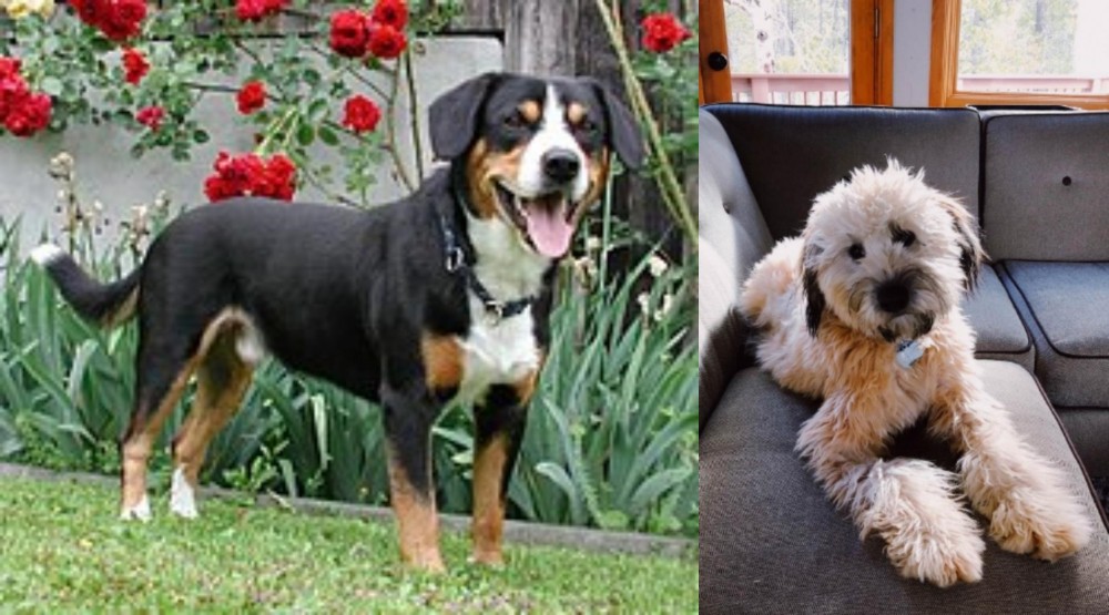 Whoodles vs Entlebucher Mountain Dog - Breed Comparison