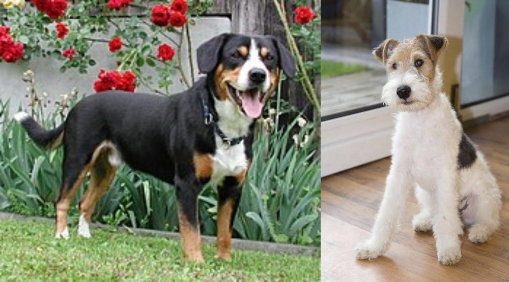 Wire Fox Terrier vs Entlebucher Mountain Dog - Breed Comparison