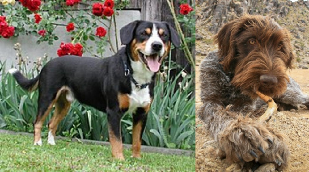 Wirehaired Pointing Griffon vs Entlebucher Mountain Dog - Breed Comparison