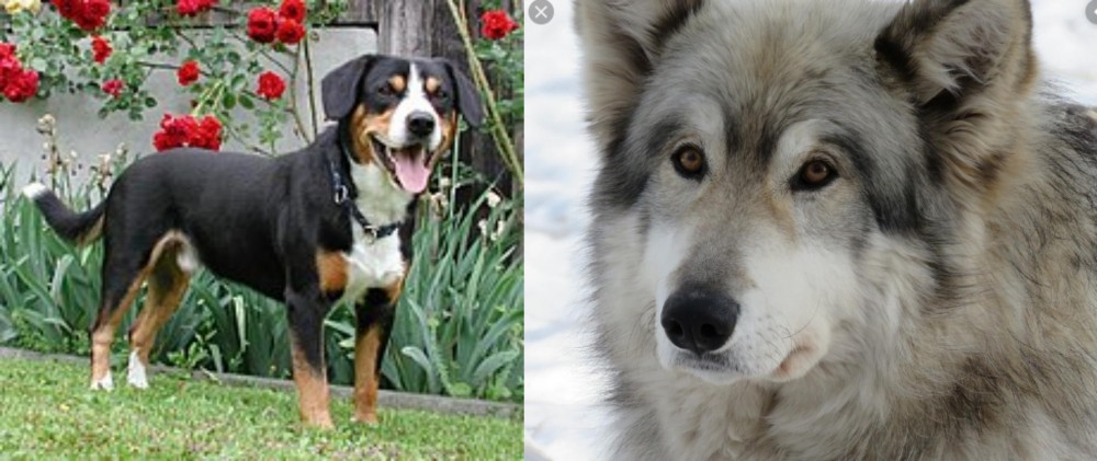 Wolfdog vs Entlebucher Mountain Dog - Breed Comparison