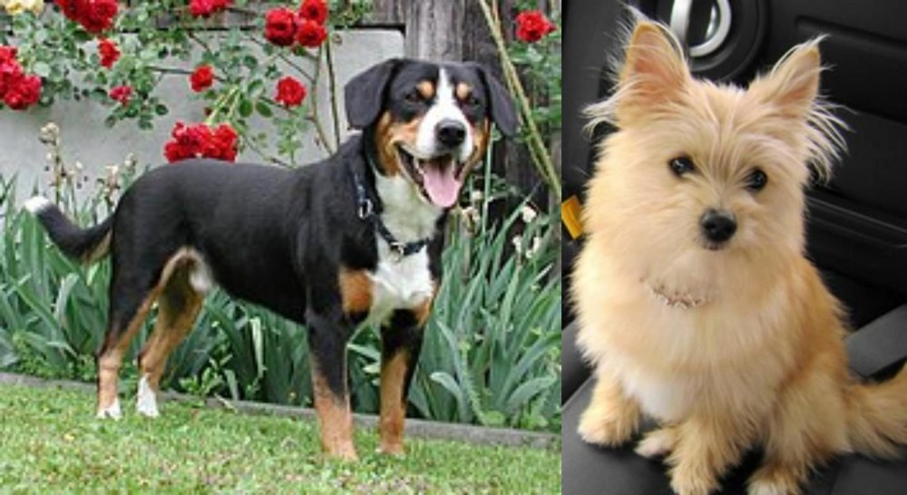 Yoranian vs Entlebucher Mountain Dog - Breed Comparison
