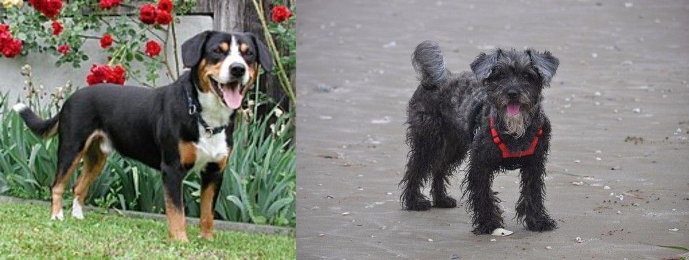 YorkiePoo vs Entlebucher Mountain Dog - Breed Comparison