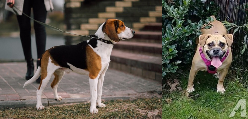 Beabull vs Estonian Hound - Breed Comparison