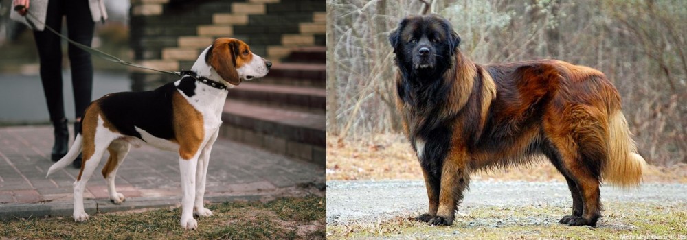 Estrela Mountain Dog vs Estonian Hound - Breed Comparison