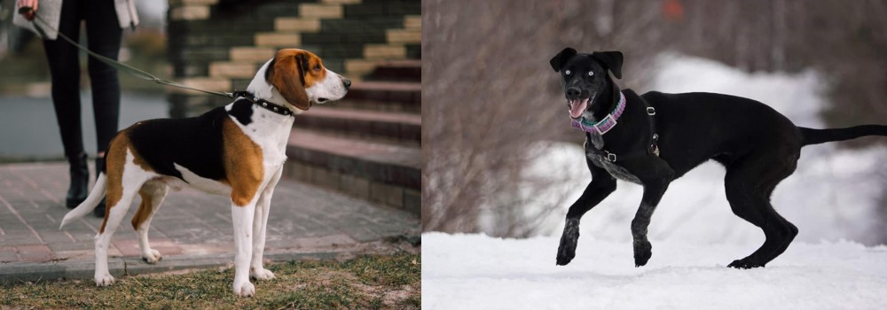 Eurohound vs Estonian Hound - Breed Comparison
