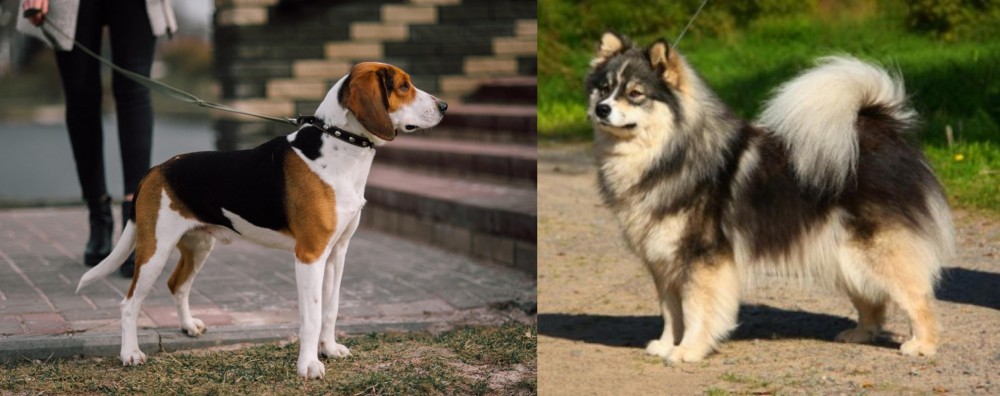 Finnish Lapphund vs Estonian Hound - Breed Comparison