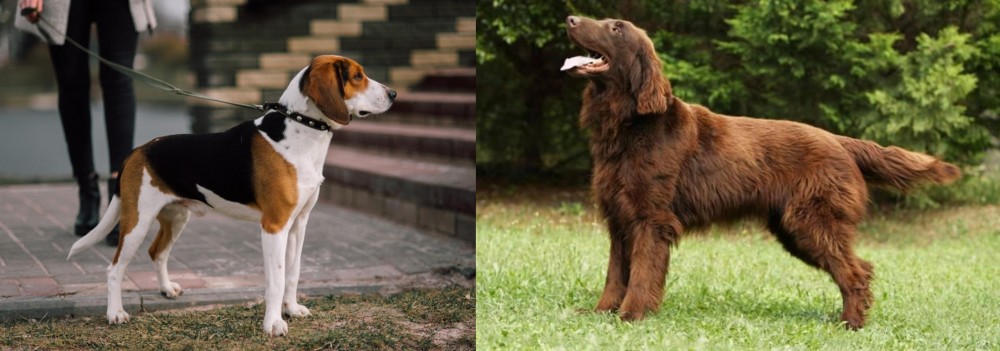 Flat-Coated Retriever vs Estonian Hound - Breed Comparison