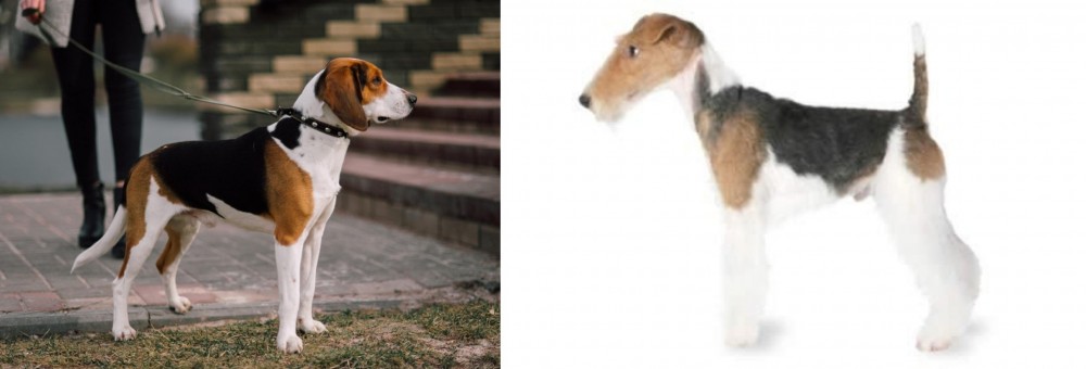 Fox Terrier vs Estonian Hound - Breed Comparison