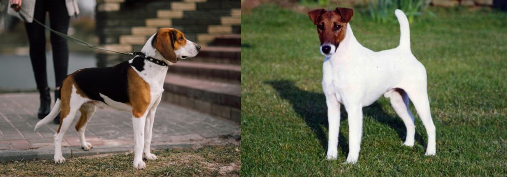 Fox Terrier (Smooth) vs Estonian Hound - Breed Comparison