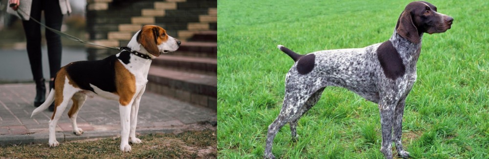 German Shorthaired Pointer vs Estonian Hound - Breed Comparison