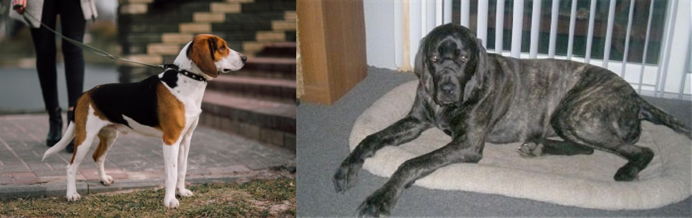 Giant Maso Mastiff vs Estonian Hound - Breed Comparison