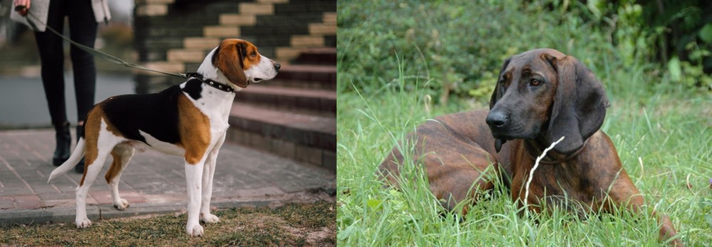 Hanover Hound vs Estonian Hound - Breed Comparison