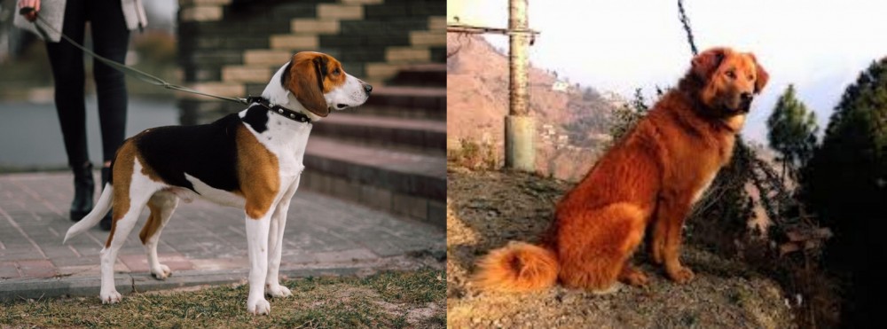 Himalayan Sheepdog vs Estonian Hound - Breed Comparison