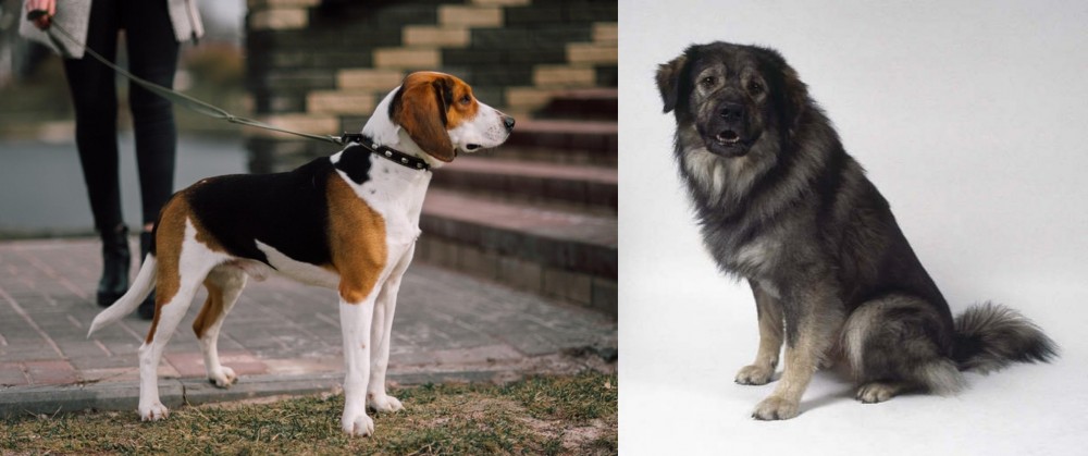 Istrian Sheepdog vs Estonian Hound - Breed Comparison