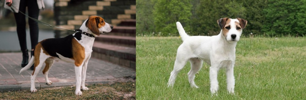 Jack Russell Terrier vs Estonian Hound - Breed Comparison
