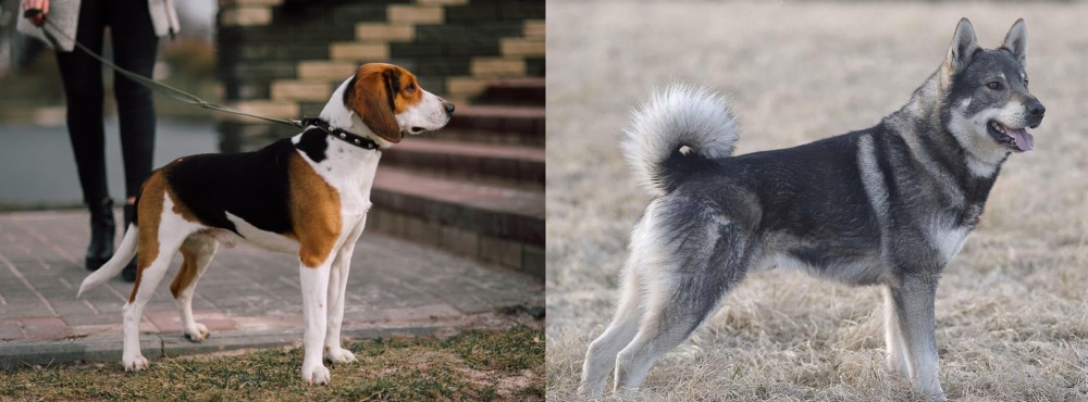 Jamthund vs Estonian Hound - Breed Comparison