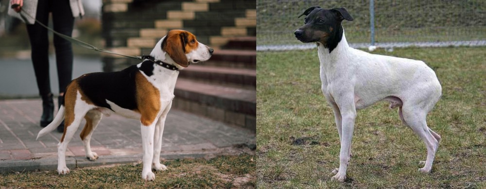 Japanese Terrier vs Estonian Hound - Breed Comparison