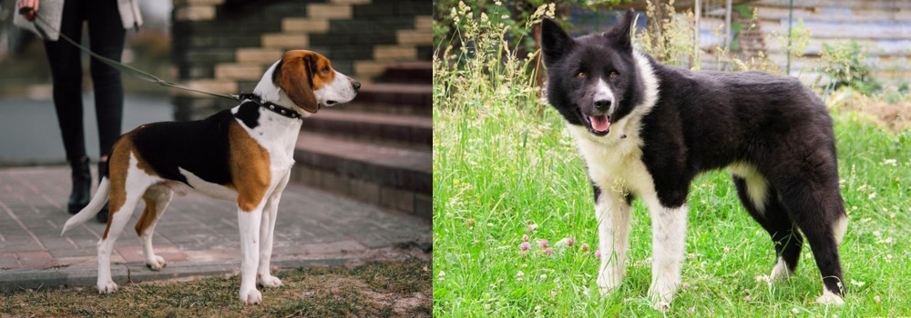 Karelian Bear Dog vs Estonian Hound - Breed Comparison