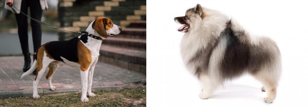 Keeshond vs Estonian Hound - Breed Comparison