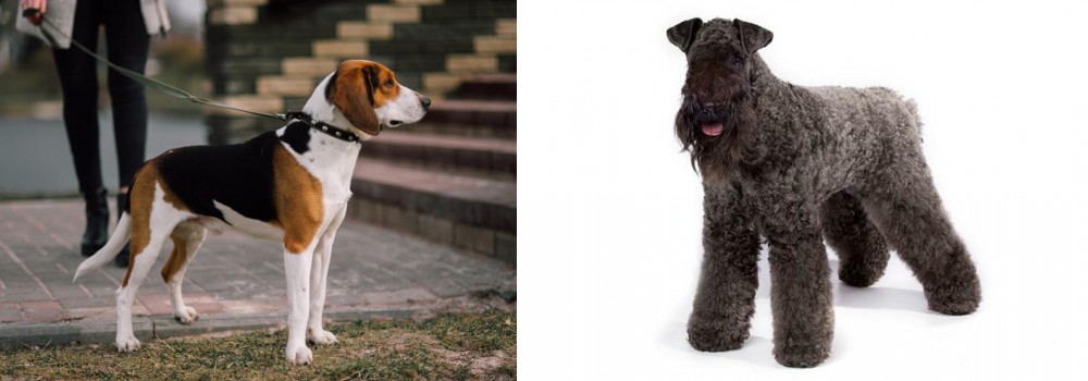 Kerry Blue Terrier vs Estonian Hound - Breed Comparison