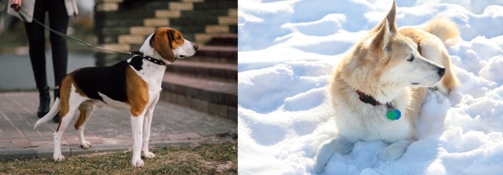 Labrador Husky vs Estonian Hound - Breed Comparison