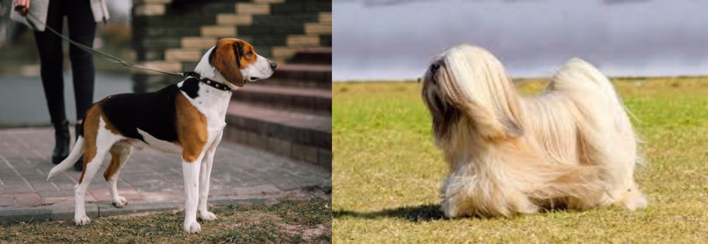 Lhasa Apso vs Estonian Hound - Breed Comparison