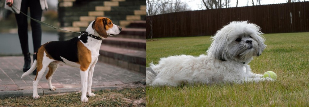 Mal-Shi vs Estonian Hound - Breed Comparison